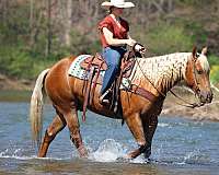 trail-riding-quarter-horse