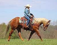 western-riding-quarter-horse