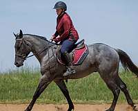 athletic-quarter-horse