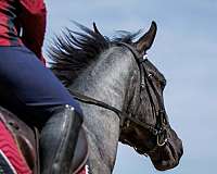 flashy-quarter-horse