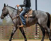 jumping-quarter-horse