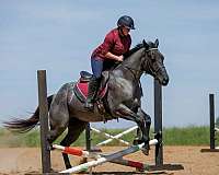 performance-quarter-horse
