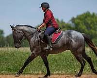 ranch-quarter-horse