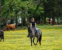 ranch-versatility-quarter-horse