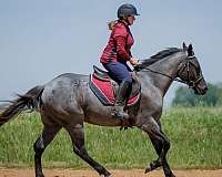 ranch-work-quarter-horse