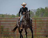 ridden-english-quarter-horse