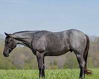 ridden-western-quarter-horse