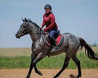 roping-quarter-horse