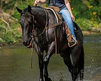 show-quarter-horse