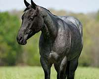 trail-quarter-horse