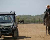 trail-riding-quarter-horse
