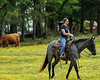 working-cattle-quarter-horse