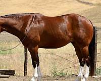 athletic-paint-horse