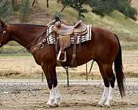 calf-roping-paint-horse