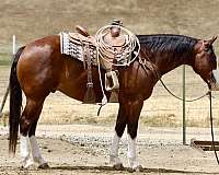 endurance-paint-horse