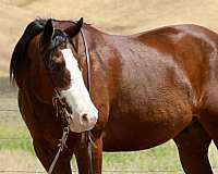 flashy-paint-horse