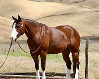 husband-safe-paint-horse