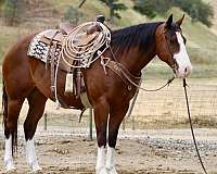 kid-safe-paint-horse