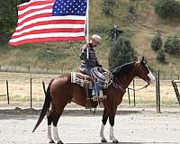 ranch-paint-horse
