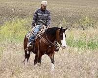 ranch-versatility-paint-horse