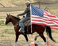 ranch-work-paint-horse