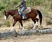 ridden-western-paint-horse