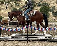 roping-paint-horse