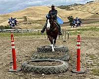 trail-riding-paint-horse