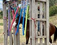 western-riding-paint-horse