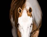 beginner-paint-horse