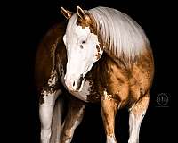 athletic-paint-horse