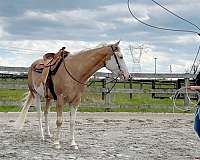 husband-safe-paint-horse
