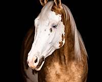 kid-safe-paint-horse