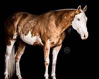 performance-paint-horse