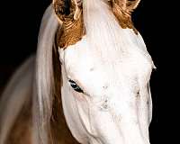 ranch-work-paint-horse