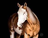ridden-english-paint-horse