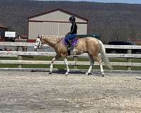 ridden-western-paint-horse