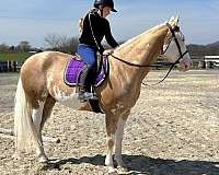 show-paint-horse