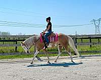 trail-paint-horse