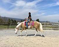 trail-riding-paint-horse