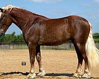 cross-draft-horse