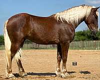 athletic-draft-horse