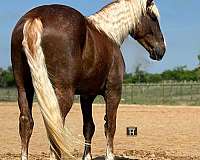 draft-horse