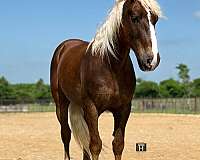 driving-draft-horse