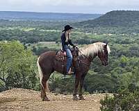 flashy-draft-horse