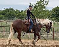 ranch-draft-horse