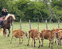 ranch-work-draft-horse