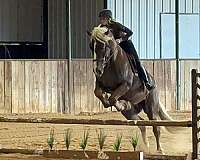 ridden-english-draft-horse