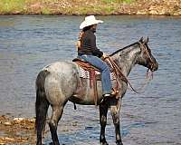 athletic-quarter-horse