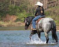 husband-safe-quarter-horse
